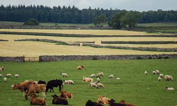 Cows and sheep grazing in a field.